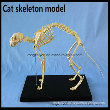 Katzen-Skelett-Modell für das pädagogische und medizinische Zweck-Tier-anatomische Modell